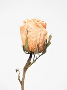 Dried white rose Stock Photos