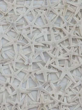 Dried white starfish Stock Photos