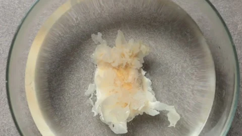 Dried white tree fungus opens in a bowl of water Stock Footage 243485667