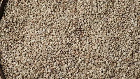 Dried white unroasted coffee beans. Stock Footage 144917702
