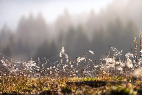 Dried wild flowers together with dried grass and spikelets in beige on a blurred Stock Photos