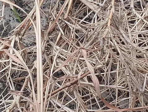 Dried wild grass Foto stock