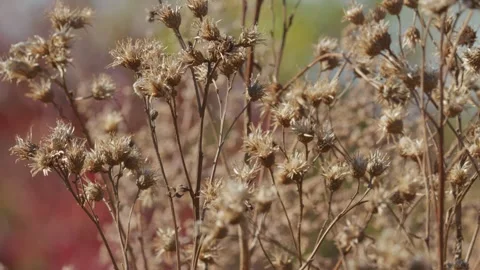 Dried wildflowers close up in the wind Stock-Footage 348107161