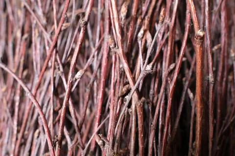 Dried willow twigs close-up Stock Photos