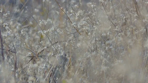 Dried winter grass Video stock 83690991