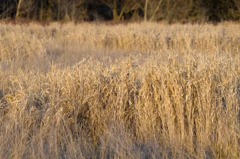 Dried winter reeds closeup Stock Photos