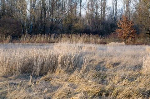 Dried winter reeds Stock Photos