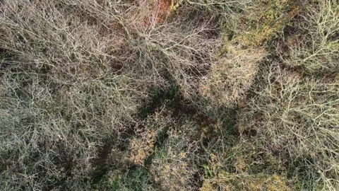 Dried Woods With Leafless Branches Above Forest. Aerial Shot Stock Footage 259726548