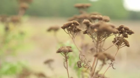 Dried yarrow flowers in wind with bokeh 動画素材 345022287