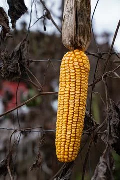 Dried Yellow Corn Cob Hanging on Vine Stock Photos