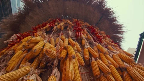 Dried Yellow Corn Cobs and Red Chilies Hanging from Thatched Roof Display Stock Footage 336558270