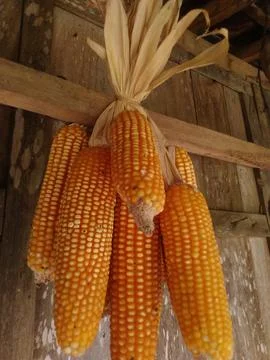 Dried yellow corn cobs with husks hanging from a rustic wooden ceiling Stock Photos