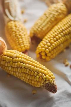Dried yellow corn cobs on white fabric background Stock Photos