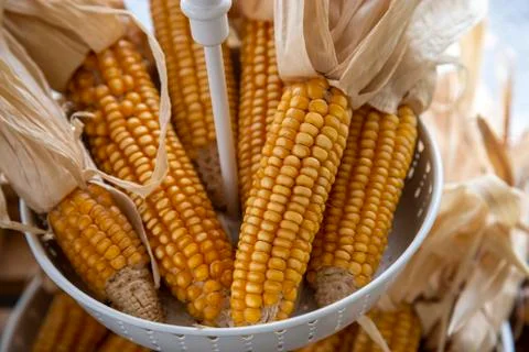 Dried yellow corn Stock Photos