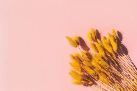 Dried yellow ears of corn lying on a pink background. Dried flowers Photos