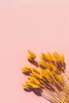 Dried yellow ears of corn lying on a pink background. Dried flowers Stock Photos