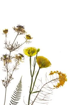 Dried yellow flowers composition of pressed flowers. Stock Photos