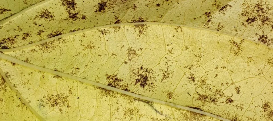 Dried Yellow Leaf Texture Macro Background Foto stock