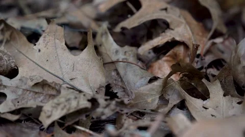 Dried yellow leaves in the forest close up 4K Stock Footage 293399827