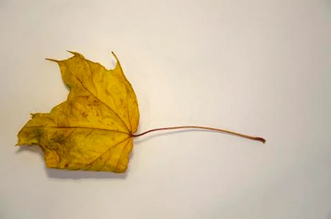 Dried yellow maple leaf on a white background 写真素材