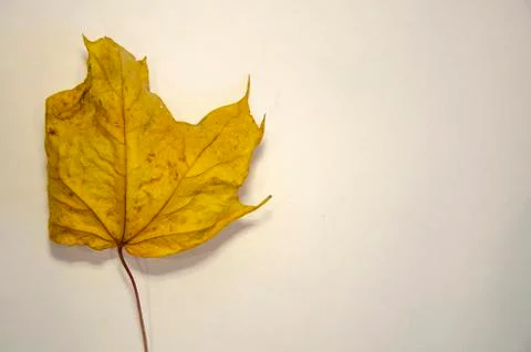 Dried yellow maple leaf on a white background 写真素材