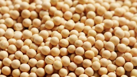 Dried yellow soybeans close up macro texture of raw soya legume seeds as Stock-Footage 347458736