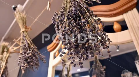 DriedLavender Stock Photos