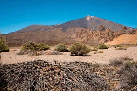 Driep up vegetation or dead tree in desert landscape on Volcano Pico del Teid Stock Photos
