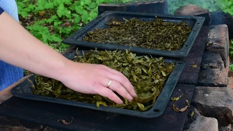 Dries herbal tea Stock Footage 116024432