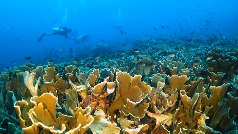 Drift dive over hard coral reef with diver in the background Video stock 130236735