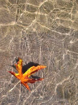 Drift Leaf 2 Stock Photos