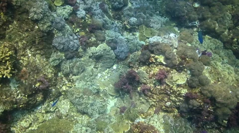 Drift over coral reef from above 1 of 2 Stock Footage 32138008
