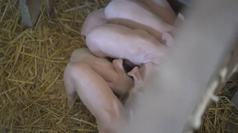 Drift of pigs eating in the cage. 4K Vídeo Stock 66523920