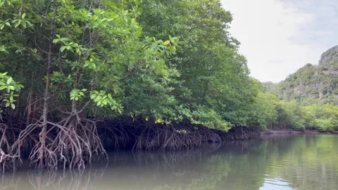 Drift through mangrove river 스톡 동영상 212600927
