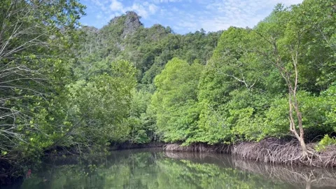 Drift through mangrove river Stock Footage 212601880
