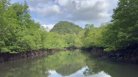 Drift through mangrove river Stock Footage 212602957