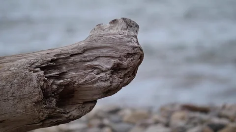 Drift Wood on the Beach Stockbeeldmateriaal 74591146