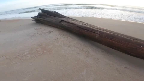 Drift wood on the beach Stockbeeldmateriaal 155303131