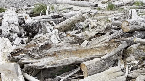 Drift wood on beach Stock Footage 156640200