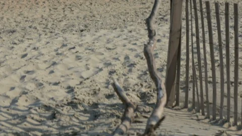 Drift wood on the beach, ocean in background 스톡 동영상 116747796