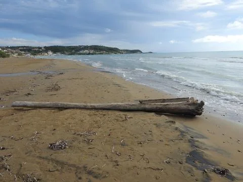 Drift wood on beach Stock Photos
