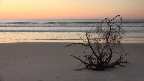 Drift wood beachscape. Stock-Footage 71742537