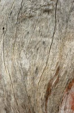 Drift wood Stock-Fotos