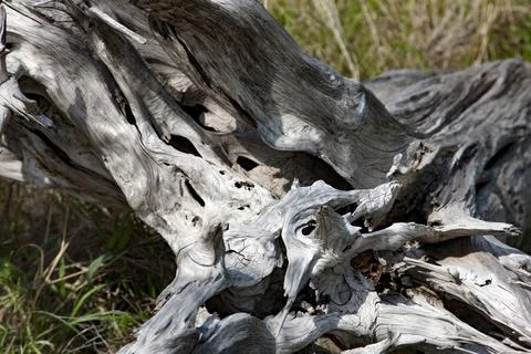 Drift wood Stock Photos