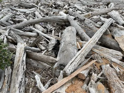 Drift wood Foto stock