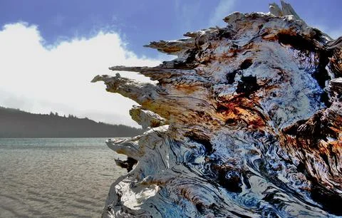 Drift Wood Stock Photos