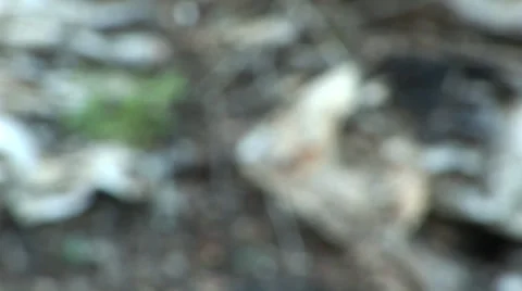 Drift Wood Rack Focus Stock Footage 34301987