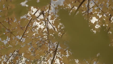 Drifting and spinning up at leaves on tree branches on a pretty day in Stock Footage 255331582
