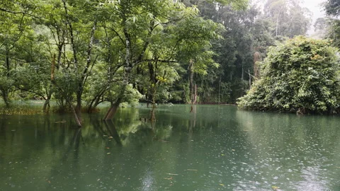 Drifting with a boar through a jungle while it´s raining Stock-Footage 148000818