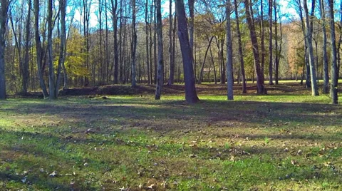 Drifting Camera Park Trees Swamp Smooth Random Motion Stock Footage 32496859